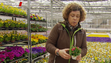 Frühlingsblumen vom Discounter