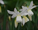 Gartenkalender März