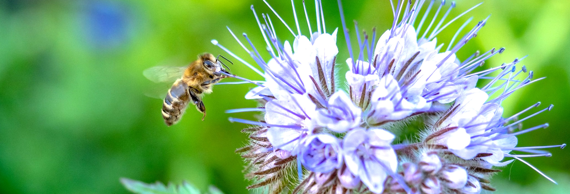 header_sommer-2021_biene_img0667