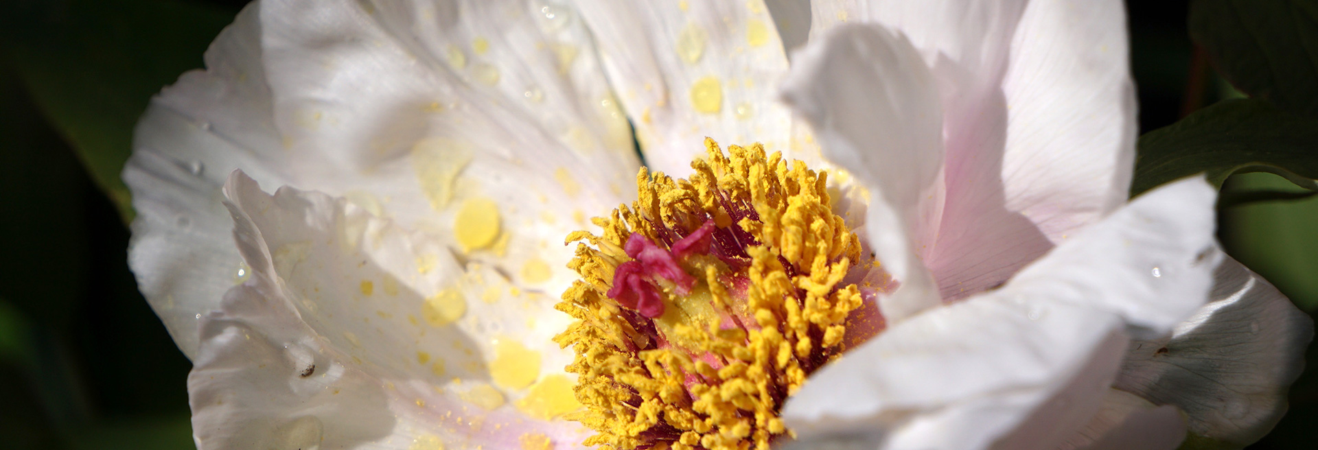header_sommer-2021_bluete_dsc00113_close-up