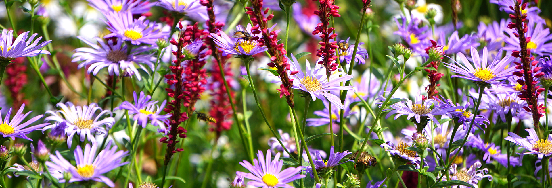 header_sommer-2021_blumenwiese_img7104