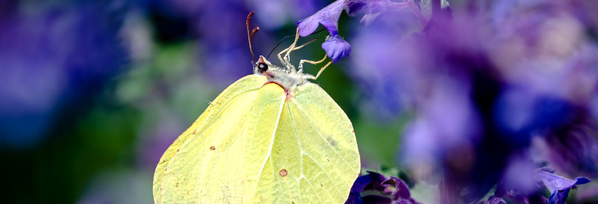 header_sommer-2021_falter_img0665