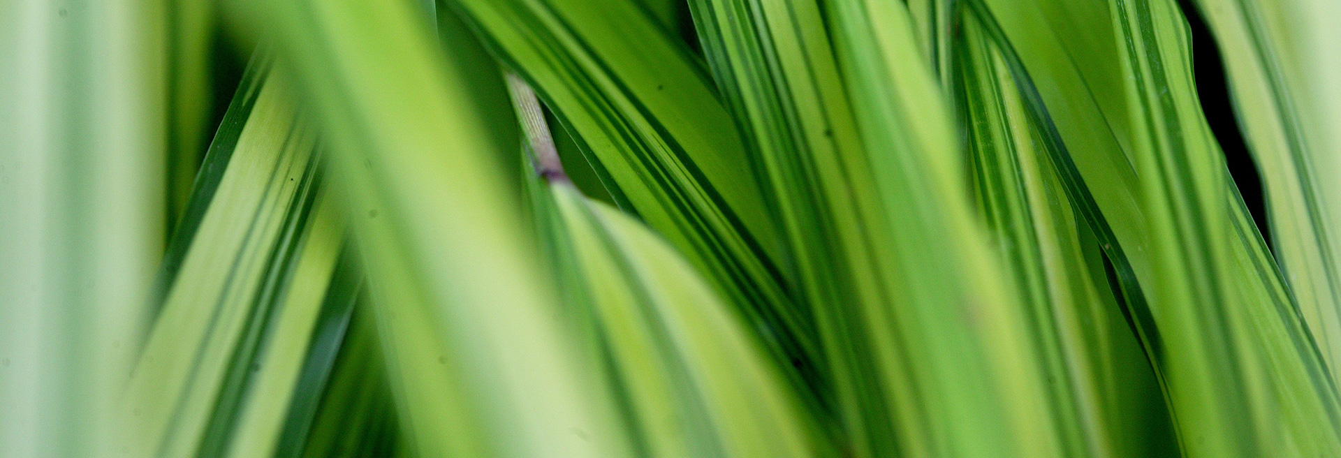 header_sommer-2021_graeser