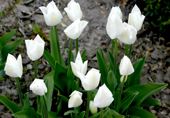 Tuplenpflege nach der Blüte