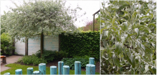 Pflanztip des Monats – Baum für kleine Gärten