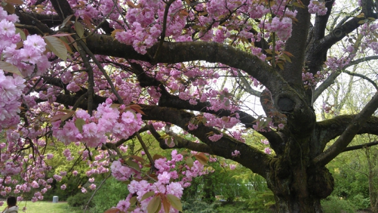 Kirschblütenfest – Hanami in Japan und Deutschland