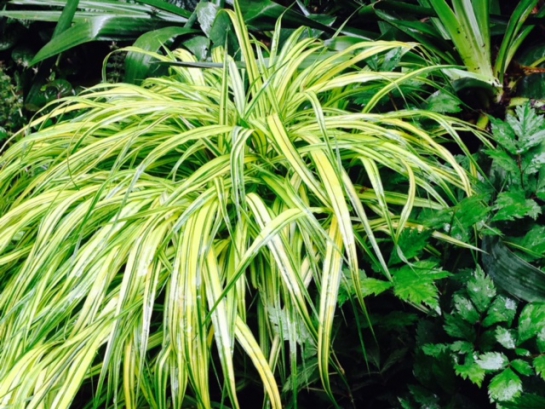 New German Style – Pflanztip Das Berggras – Hackonechloa macra ‚Aureola‘