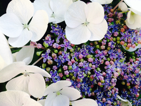 Horten Sie Hortensien – Hydrangea und Co