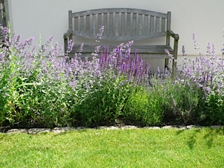 Lavendel richtig schneiden