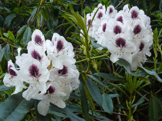 Mein Rhododendron schlappt? Was mache ich bloß?