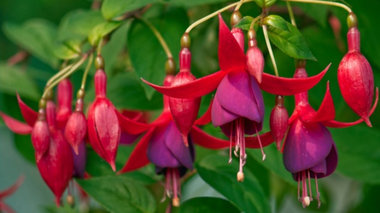 Was pflanze ich gegen den Winterblues? Winterharte Fuchsien – einfach Klasse