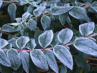 Winterblüher bestaunen!