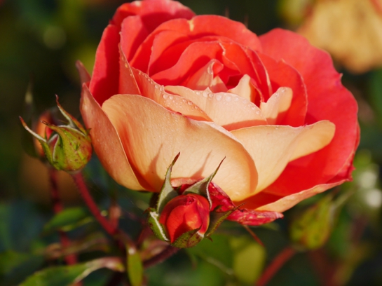 Eine Rose ist eine Rose ist eine Rose…