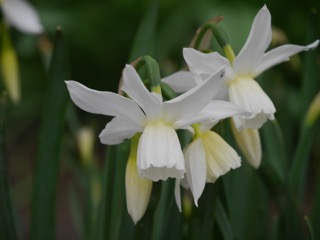 Frühjahrsputz in den Gartenbeeten