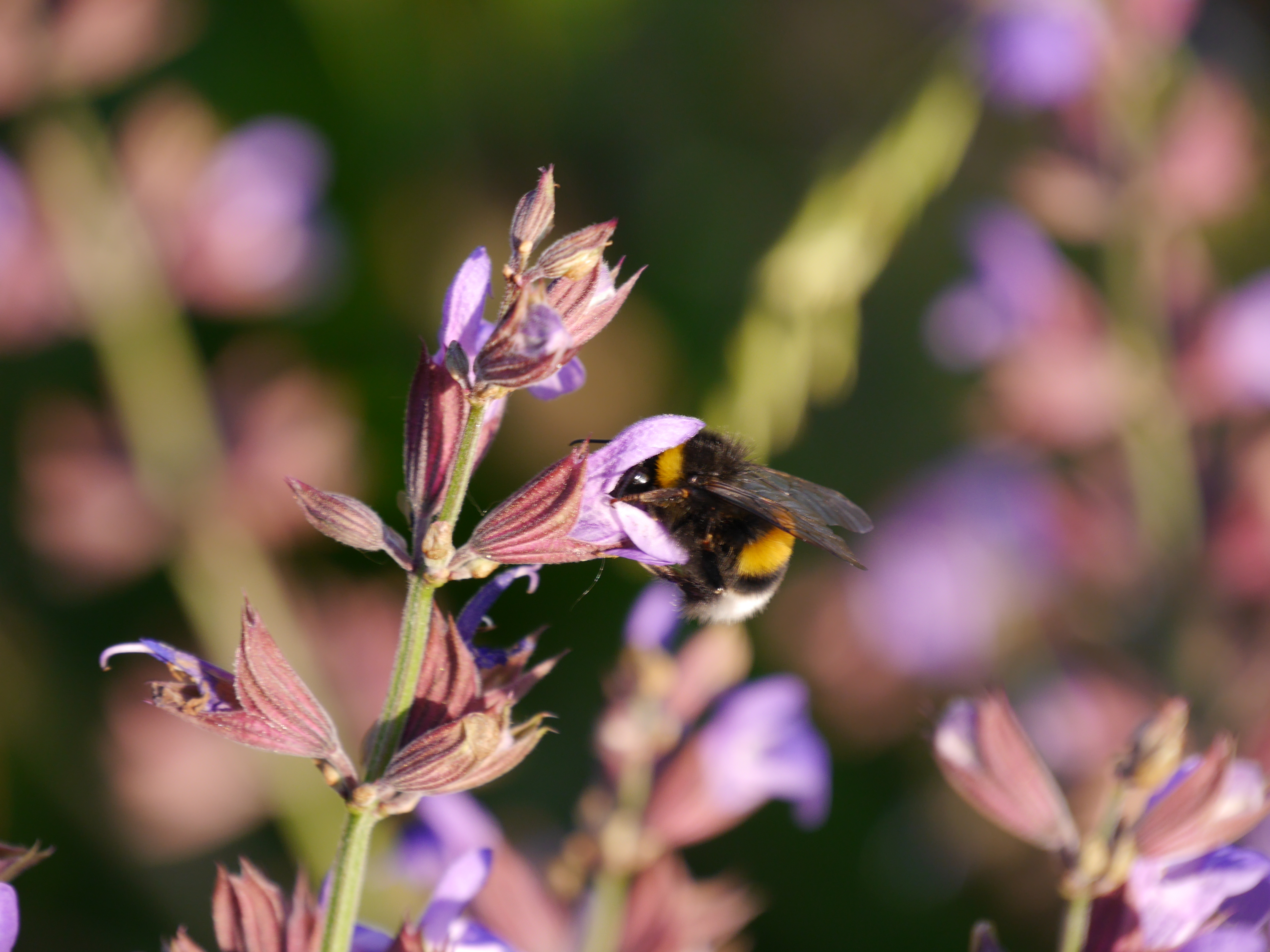 Insektenrückgang in Deutschland – Lebensräume schaffen