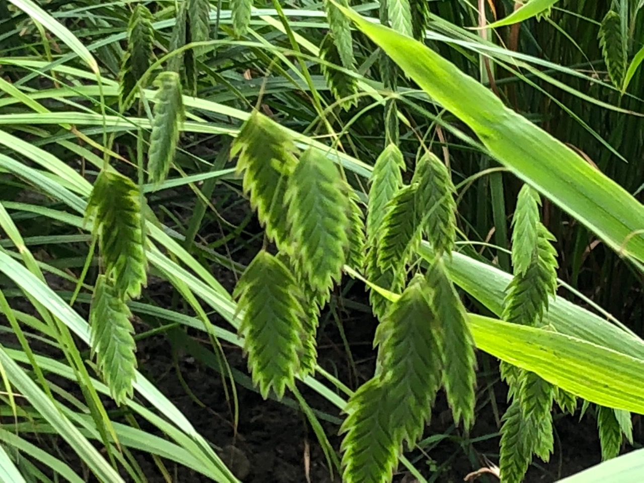 Pflanztip des Monats für schattige Gärten Chasmanthium latifolium – Plattährengras