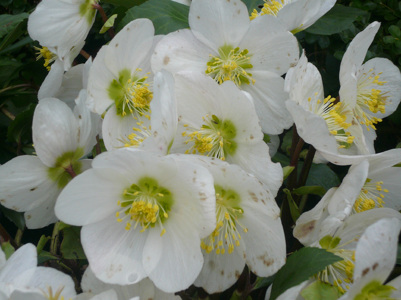 Christrose oder Schneerose – Helleborus niger