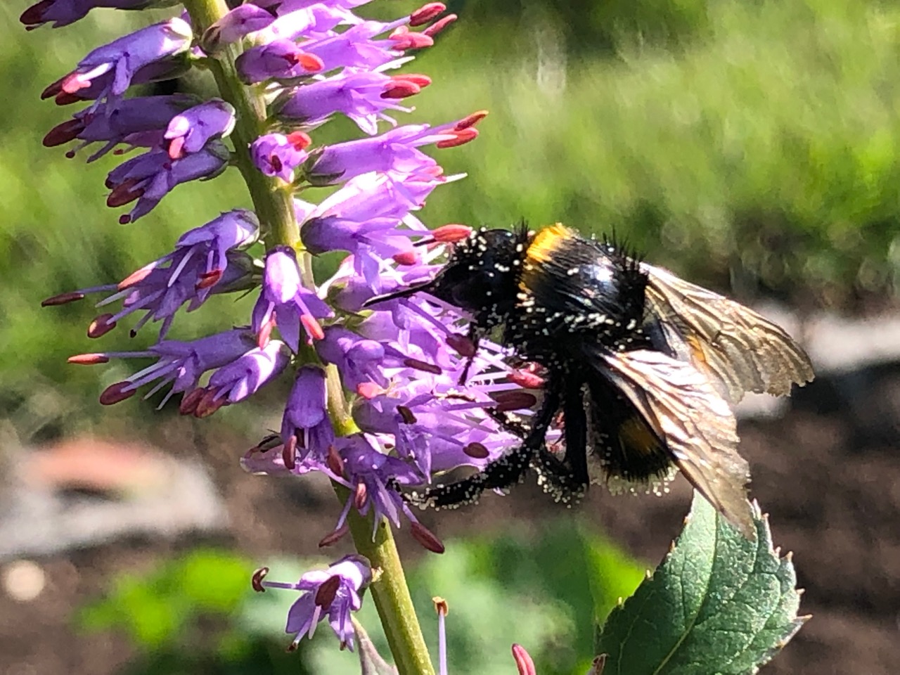 Mein-megatoll-Bienenweide-Pflanztip Veronicastrum Hybride ‚Fascination’