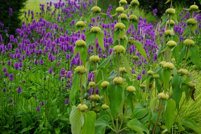 Pflanztip Schmuckstaude: Das Brandkraut – Phlomis russeliana