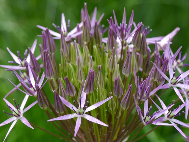 Oktober: Jetzt Blumenzwiebel Pflanzzeit