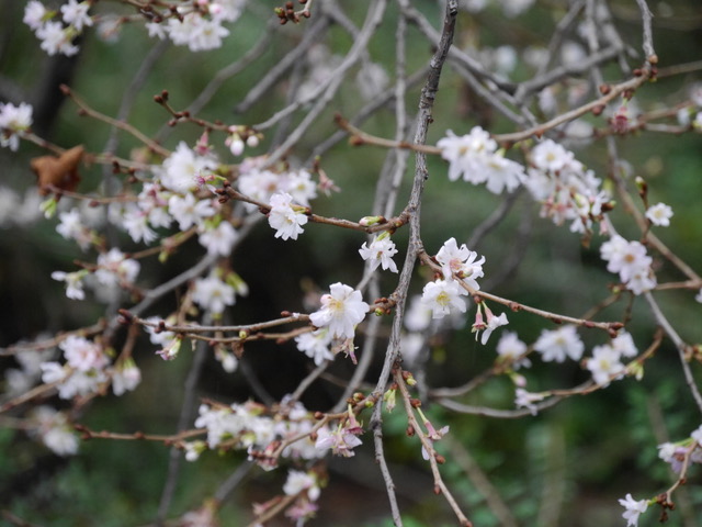 Winterzeit – die Zeit der Baumpflanzung Prunus subhirtella ‚Autumnalis‘ – die Winterkirsche