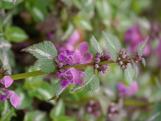 Pflanztip für Hummeln im FrühlingLamium maculatum ‚Chequers‘Purpur-Taubnessel