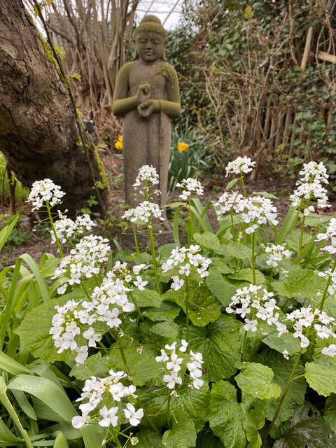 Was blüht denn da schon so früh im Jahr?Pachyphragma macrophyllaDas Scheinschaumkraut – für schattige Gärten