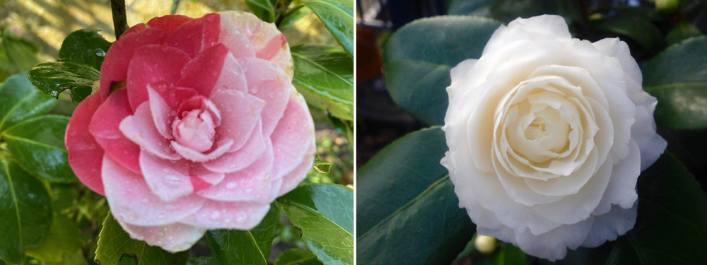 Kamelien – Camelia japonica