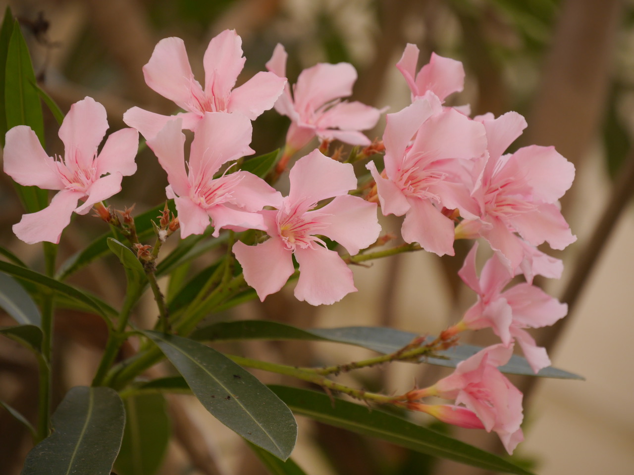 Oleander