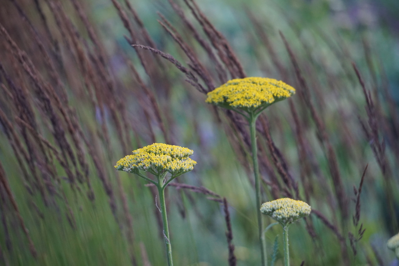 Schafgarbe - Gartenkalender im September