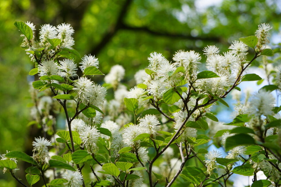 Gehölze für kleine Gärten gARTen Unterberg