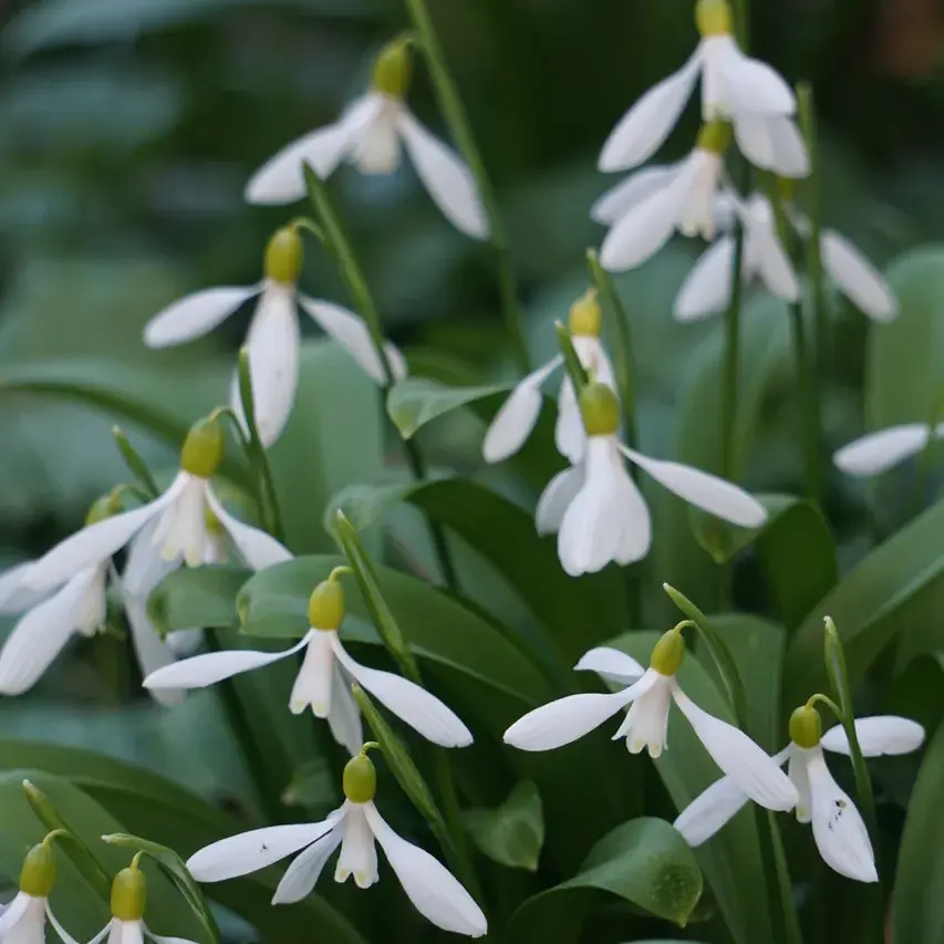 garten-unterberg-schneegloeckchen