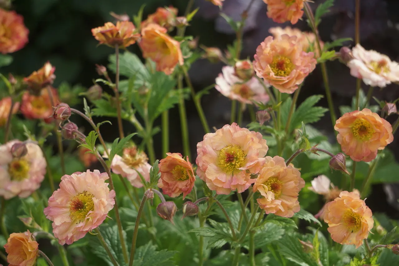 Staudenempfehlung May Thai für Ihr Staudenbeet in Düsseldorf