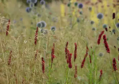 Naturnaher Garten in Düsseldorf und Umgebung