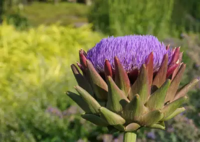 Staudenpflanzung im naturnahen Stil