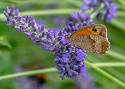 Naturnahe Gartengestaltung mit heimischen Pflanzen