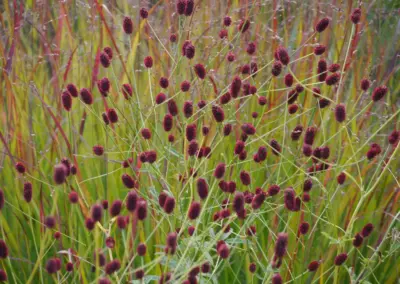 Blühende Stauden im naturnahen Garten