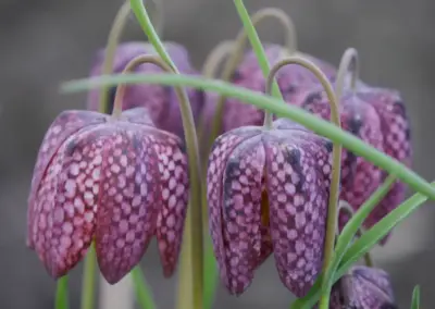 Staudenbeet im naturnahen Garten