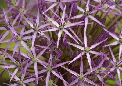Naturnahe Bepflanzung mit Wildstauden