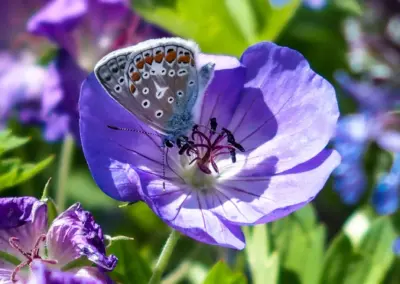 Gräser und Wildstauden im Zusammenspiel