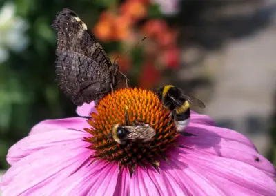 Naturnah gestalteter Garten von gARTen Melanie Unterberg