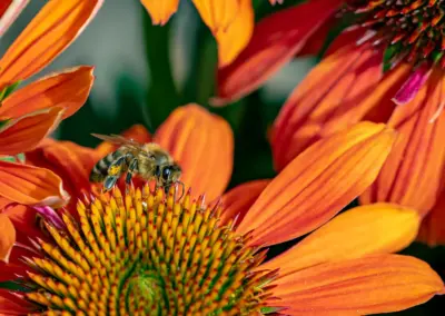 Naturnaher Garten mit blühenden Stauden