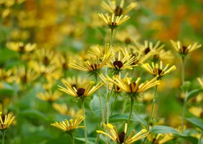 Naturnaher Staudengarten in Düsseldorf