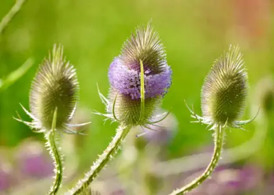 Bepflanzung im naturnahen Garten