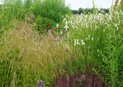 Naturnahes Gartenbild mit Stauden