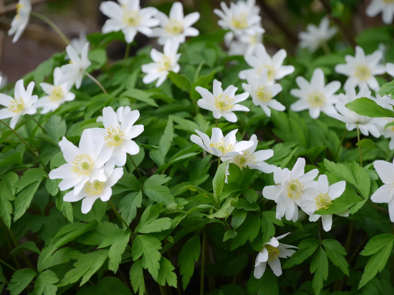 Weiß blühende Buschwindröschen (Anemone nemorosa) als Frühlingsblüher unter Laubbäumen