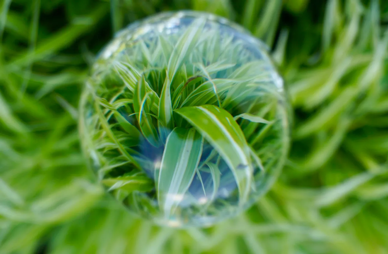 Dekorative Glaskugel in Ziergräsern als Blickfang im Schattenbeet