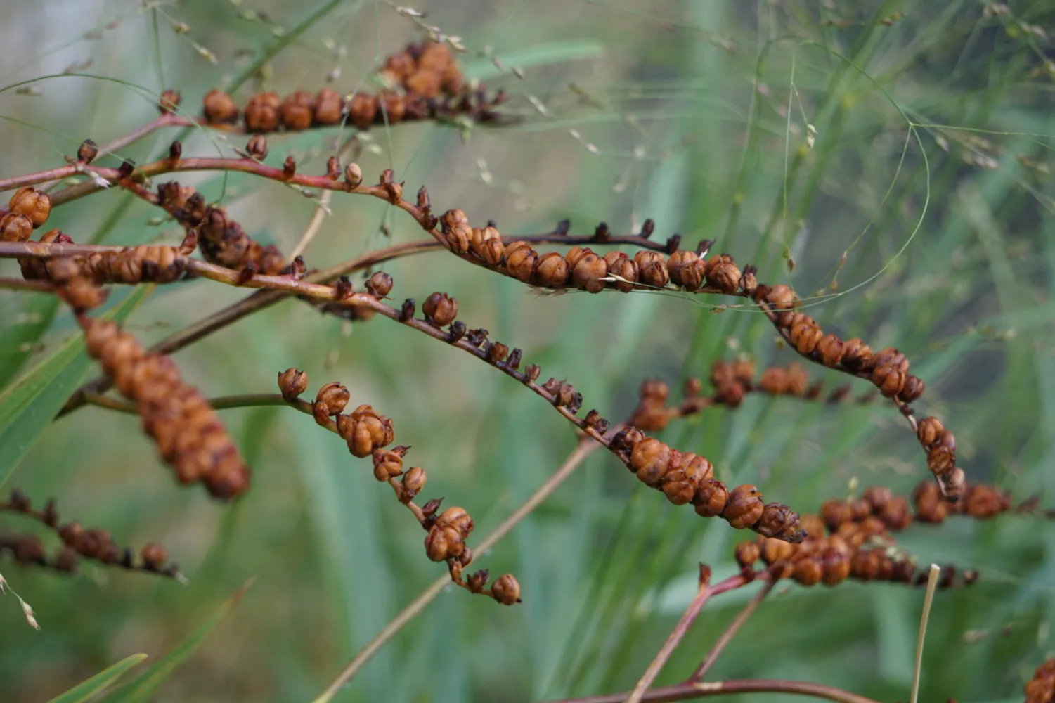 Gräser und Samenstände im herbstlichen Staudenbeet