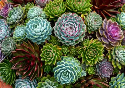 Romantische Bepflanzung im englischen Gartenstil