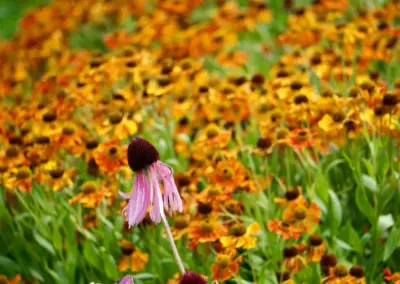 Romantischer Gartenbereich im englischen Stil